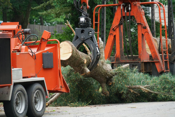 Best Palm Tree Trimming  in Listoga, CA